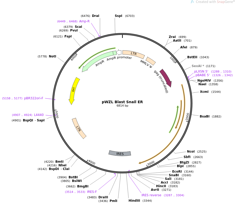 pWZL Blast Snail ER质粒图谱